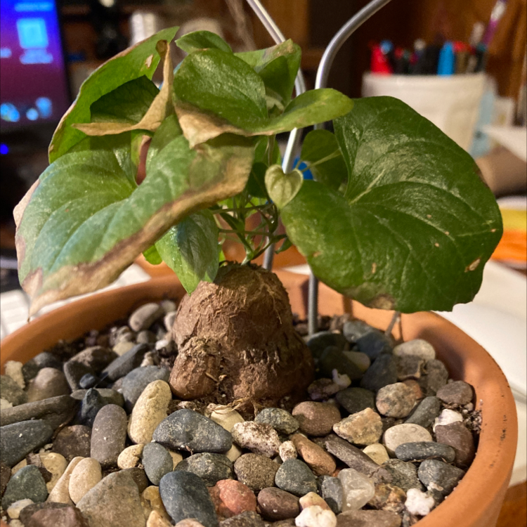 Potted Hottentot Bread plant with some browning leaves and visible soil.