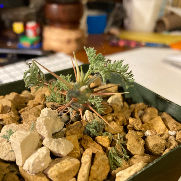 Plant care for Bushman's Candle on Greg, the plant care app