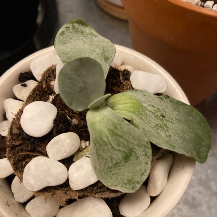 Small potted Flapjacks plant with thick, paddle-shaped leaves and white stones on soil.