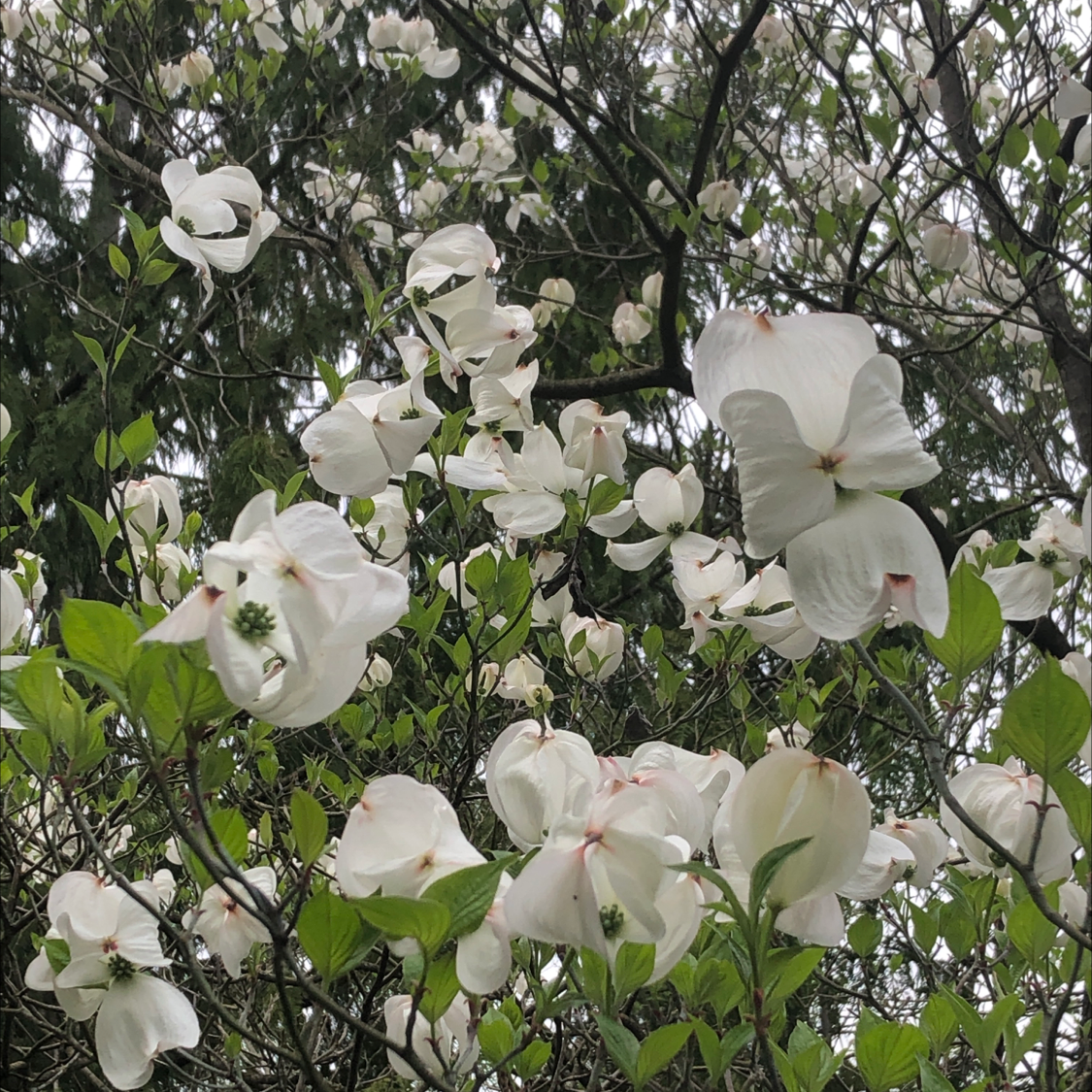 Why Is My Flowering Dogwood Dropping Leaves?