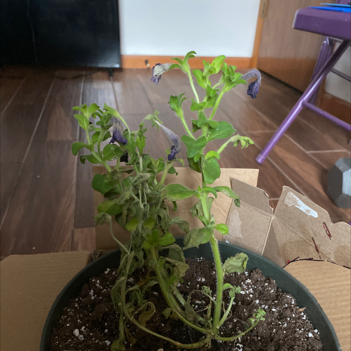 Petunia