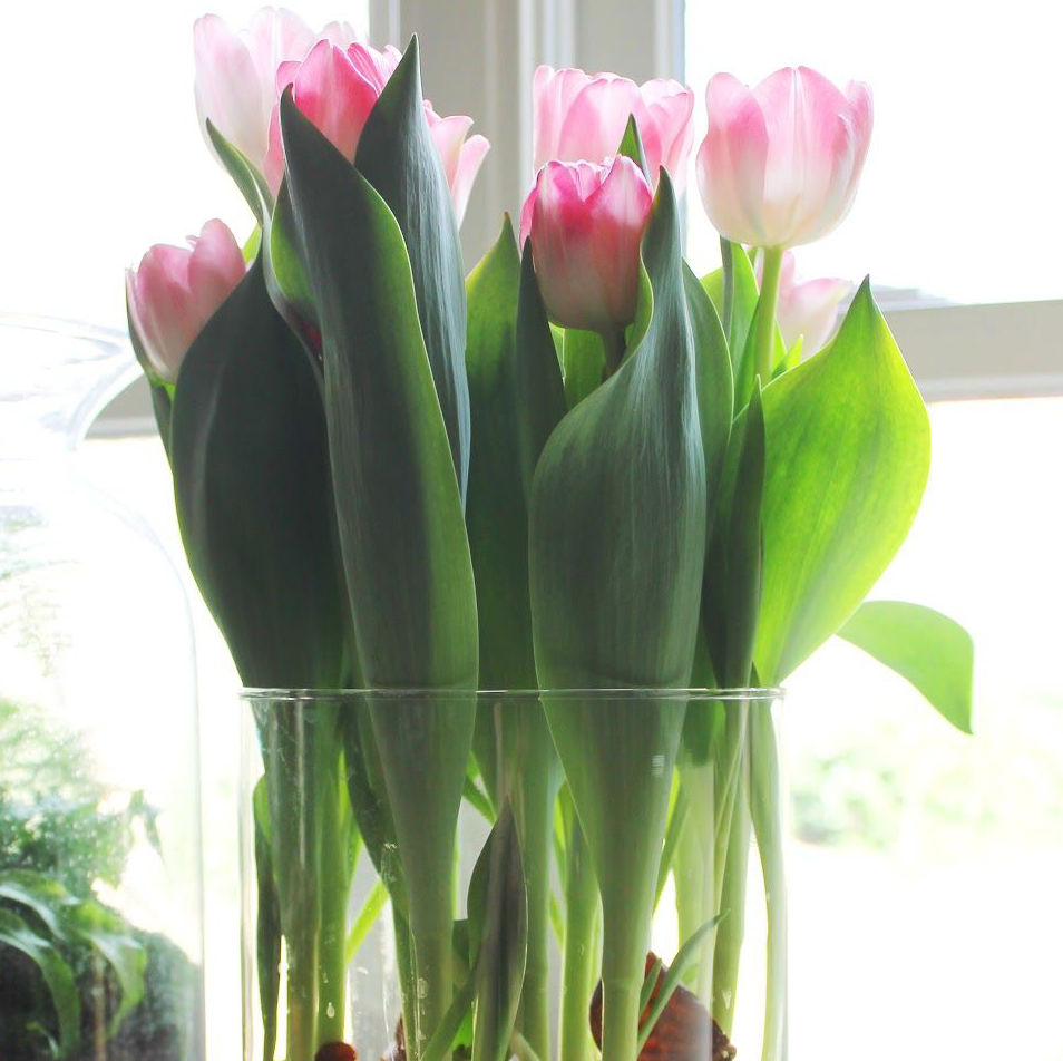 Bouquet of Garden Tulips with pink and white flowers, healthy green leaves.