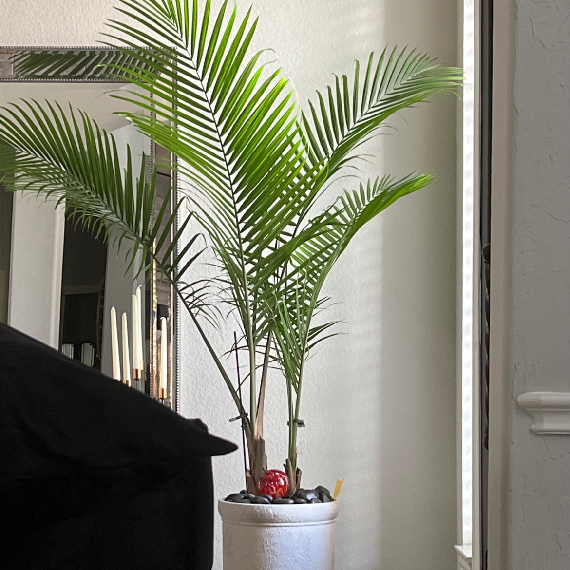 Photo of the plant species Majesty Palm by @OodlesTaro named Marley on Greg, the plant care app