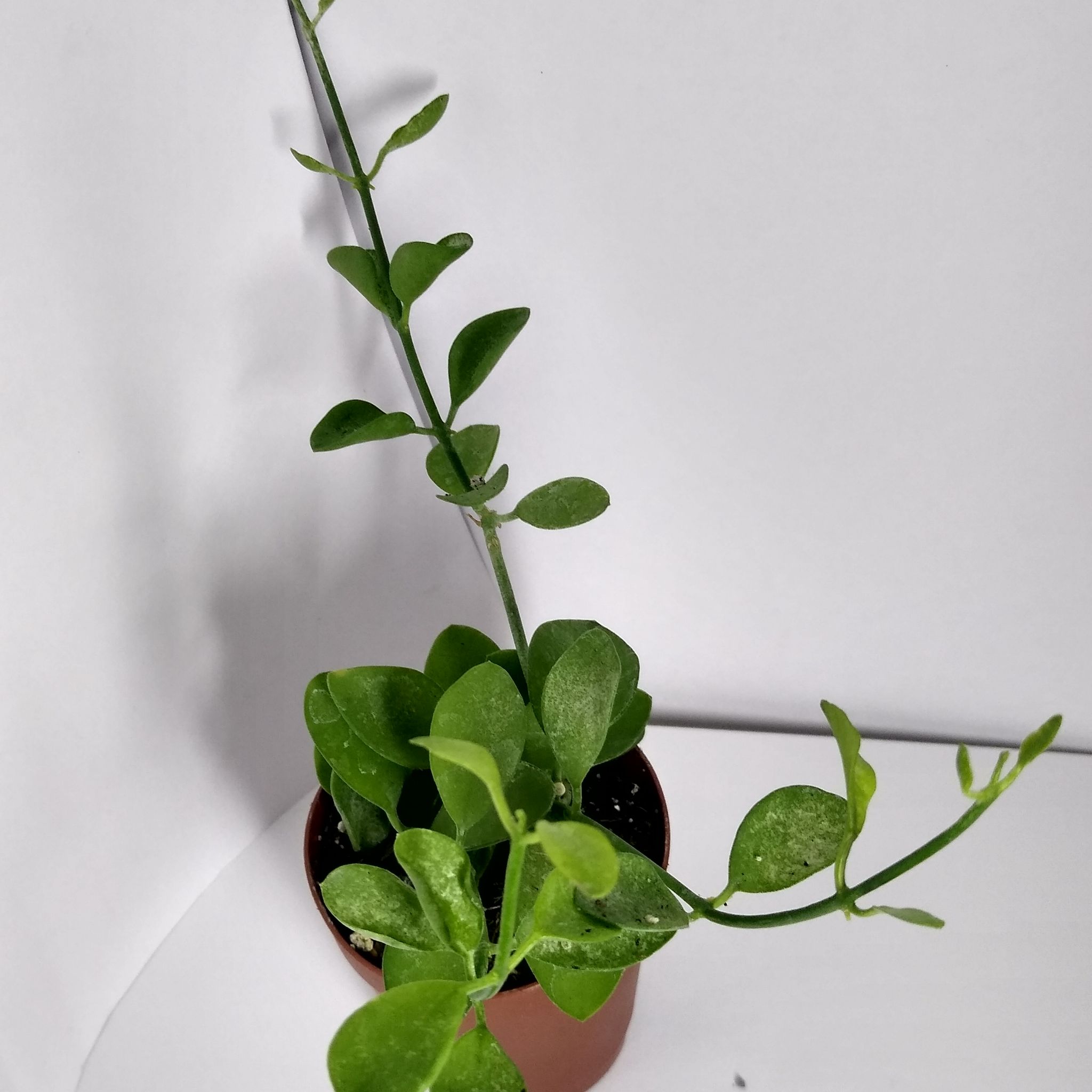 Dischidia oiantha 'Variegata' plant in a small pot with healthy green leaves.