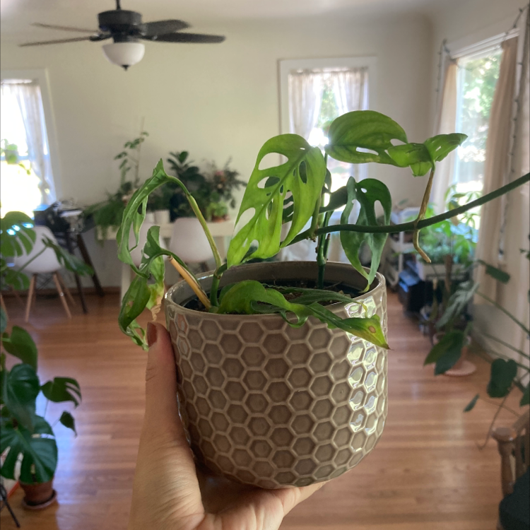 Swiss Cheese Vine plant in a decorative pot, held by a hand, with slight yellowing and browning on some leaves.