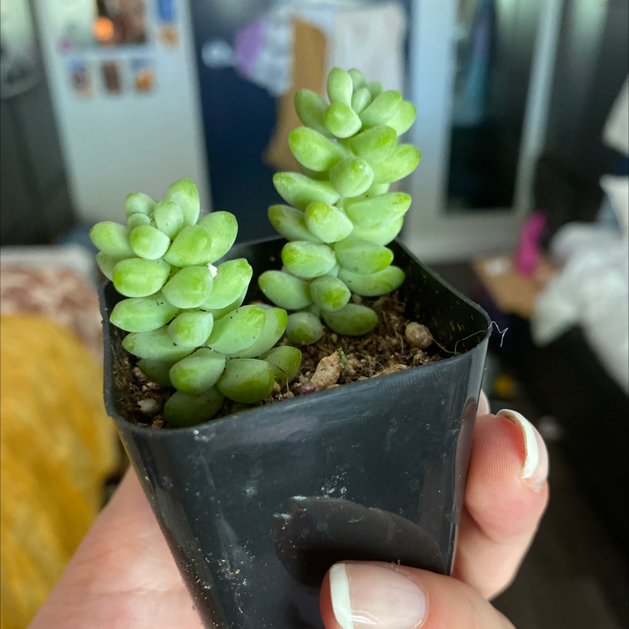 Hands holding a potted Burro's Tail succulent plant with bright green, plump leaves cascading over the sides of the pot.