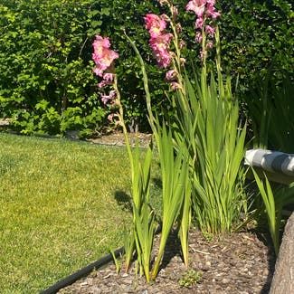 Gladiolus plant in San Marcos, California