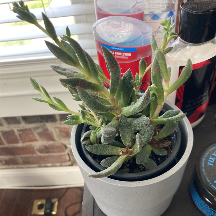 Photo of the plant species Crassula justi-corderoyi by @GloriousWeed named Succulent on Greg, the plant care app