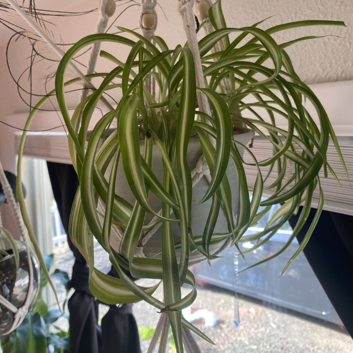 Curly Spider Plant in a hanging pot with vibrant green leaves.