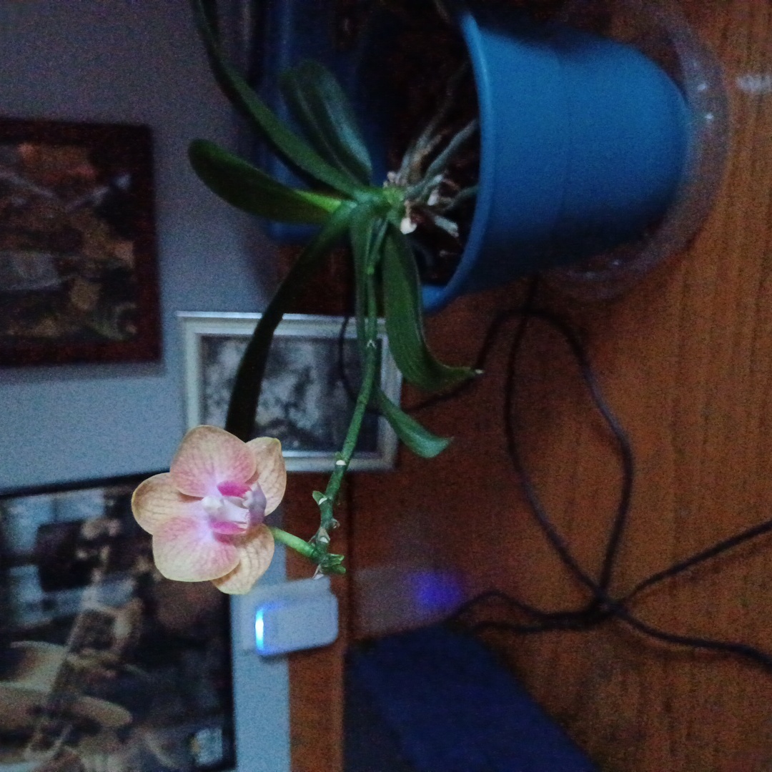 Photo of the plant species Chine E Yenlin Orchid by @impostulator named Mini orchid on Greg, the plant care app