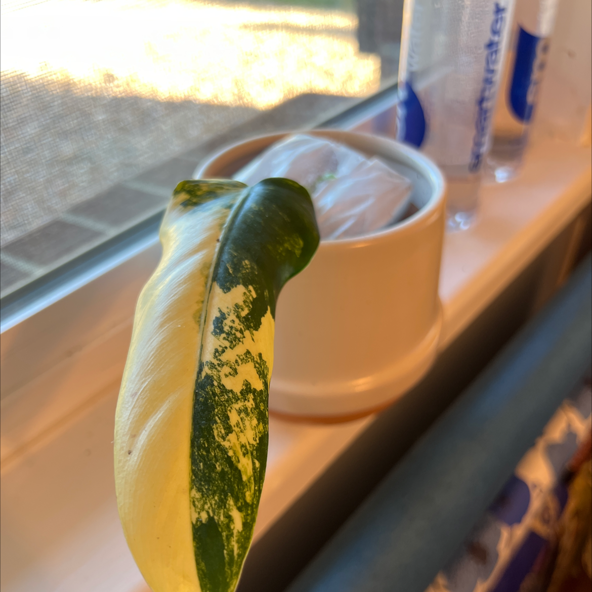 Variegated Philodendron leaf with yellowing and green variegation near a window.