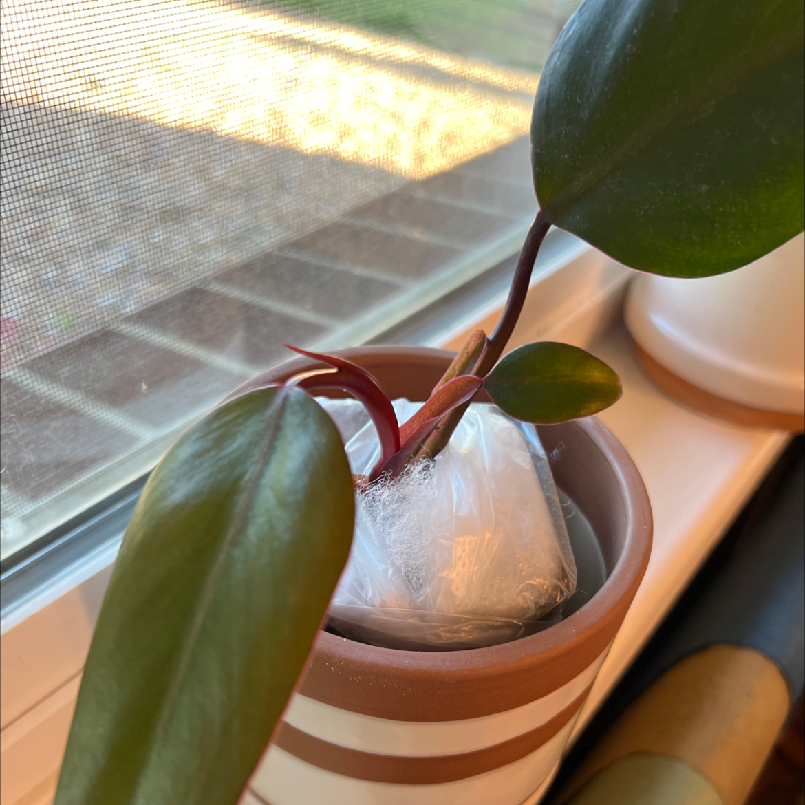 Strawberry Shake Philodendron plant in a pot on a windowsill, healthy green leaves.