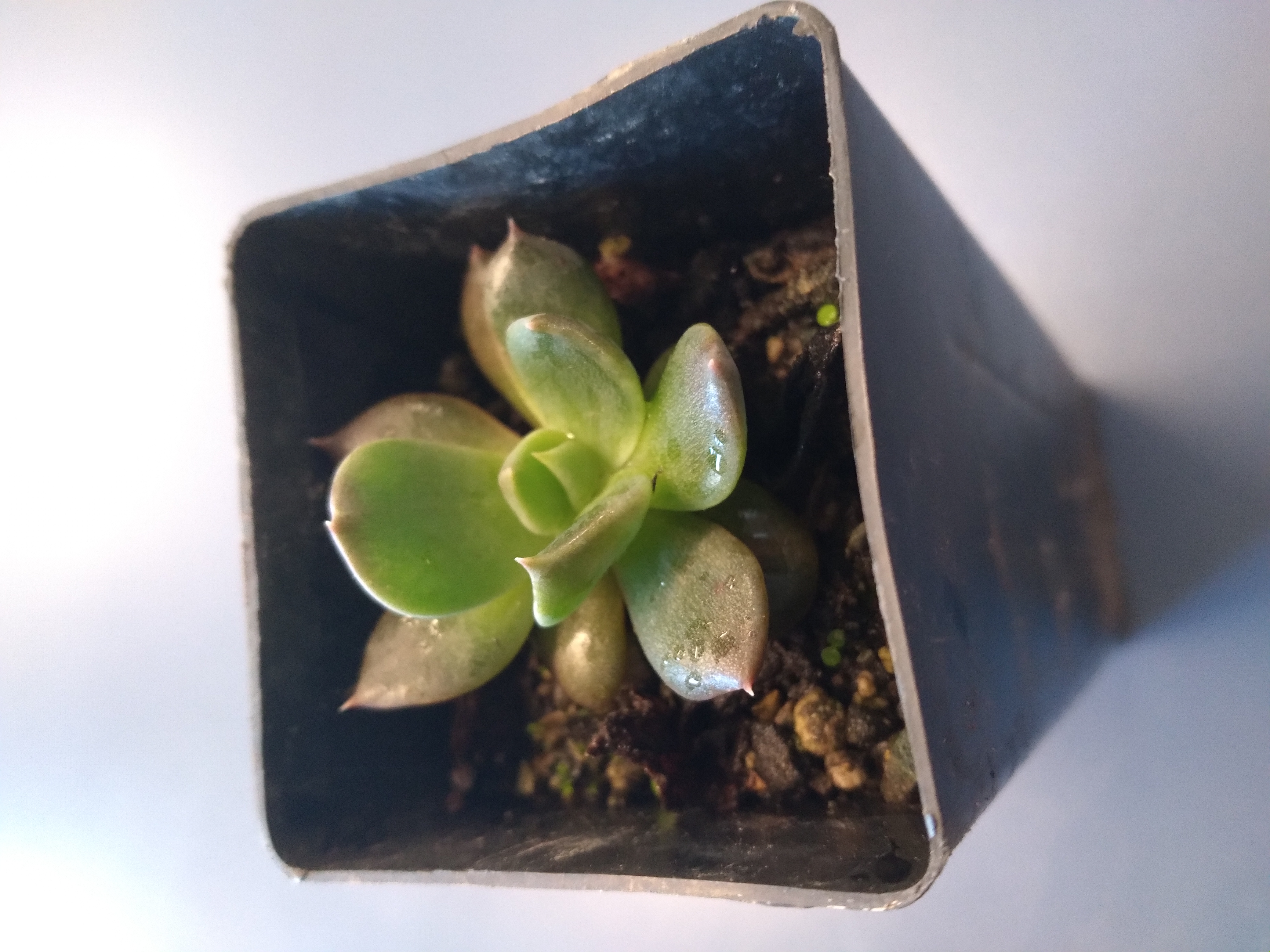 Photo of the plant species Echeveria 'Aphrodite' by @JazzShaz named Daddy Phalix on Greg, the plant care app