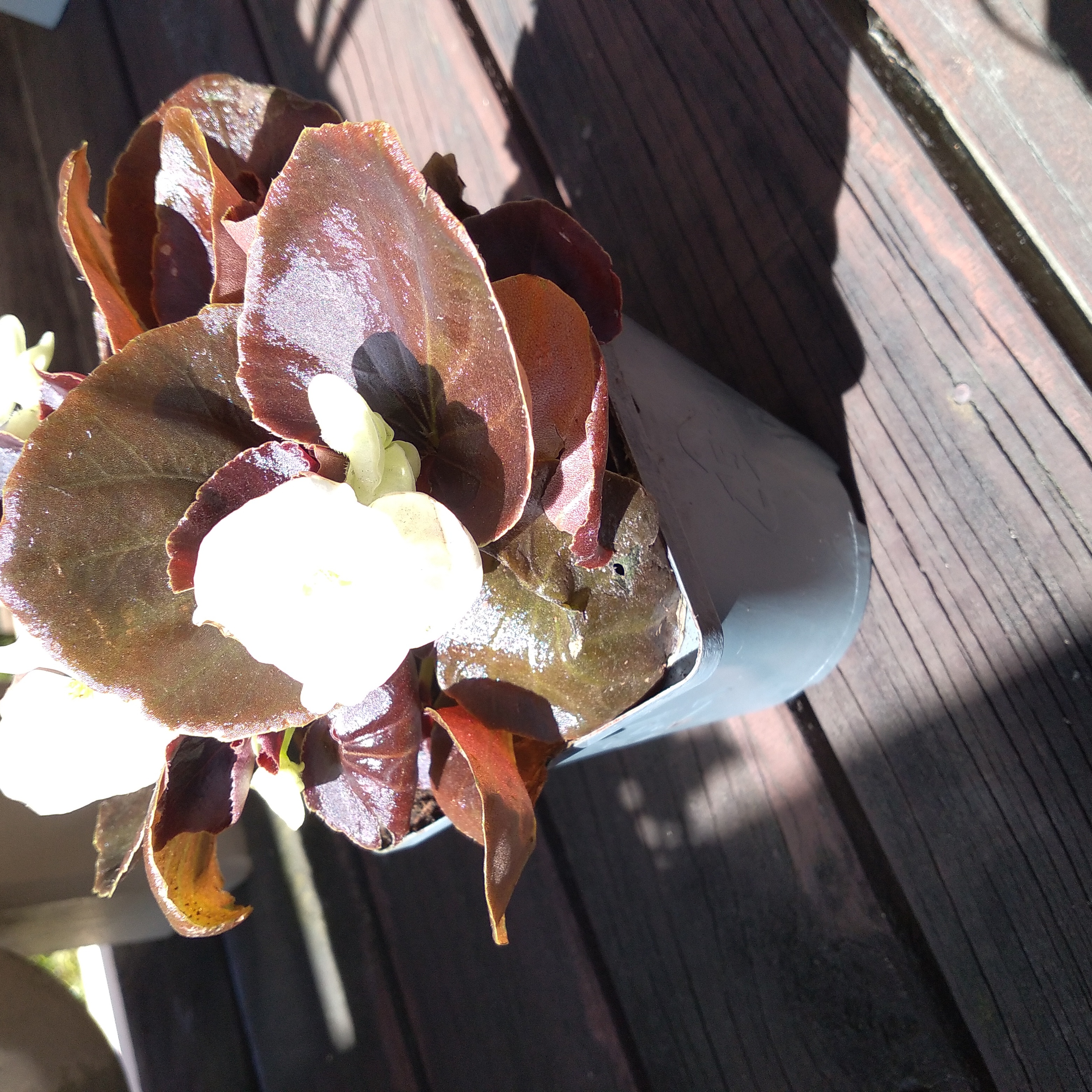 Photo of the plant species Senator White Wax Begonia by @JazzShaz named Sog on Greg, the plant care app