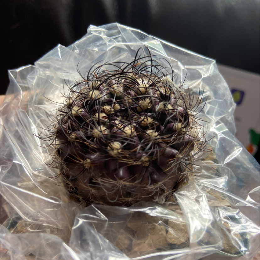 Photo of the plant species Neoporteria multicolor by @Kylesbee named Achilles on Greg, the plant care app