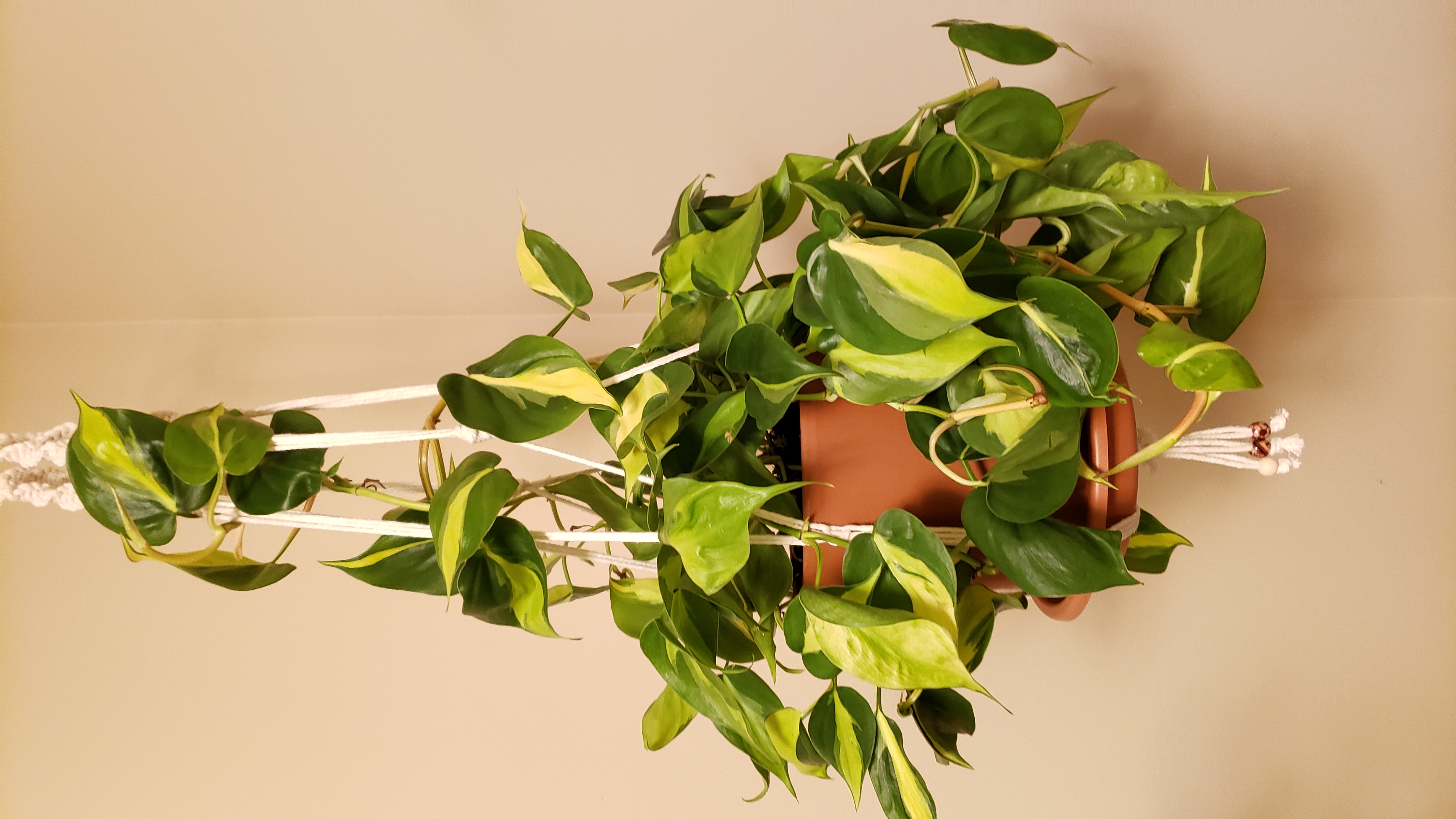 Brazil Philodendron plant in a hanging pot with vibrant green and yellow variegated leaves.
