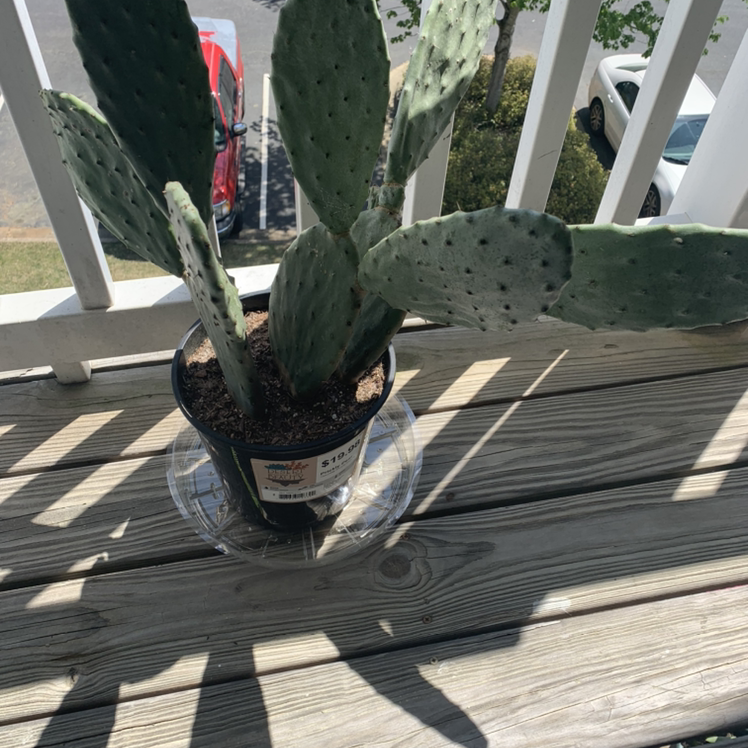 Potted Barbary Fig plant on a wooden surface, appears healthy.