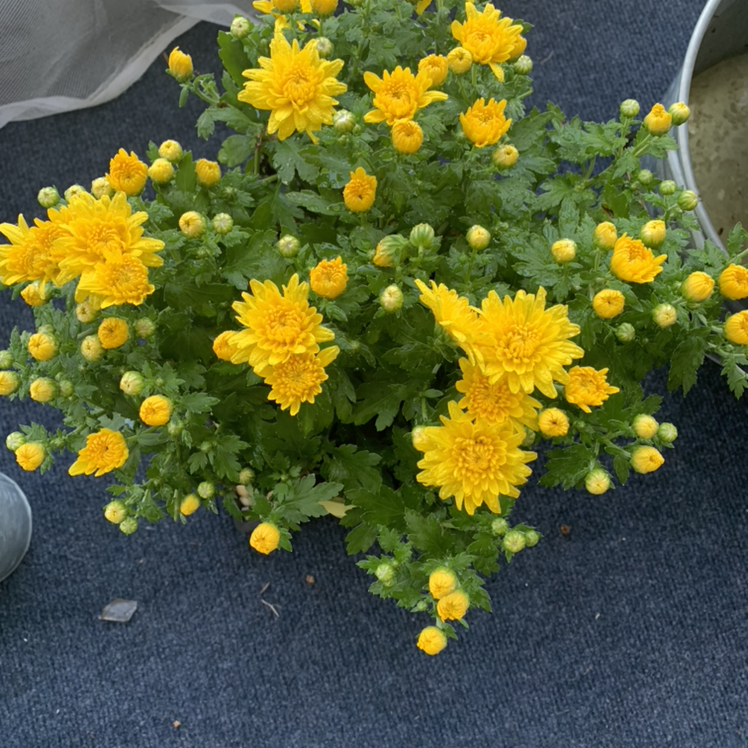 Healthy Florist's Daisy with vibrant yellow flowers and green foliage.