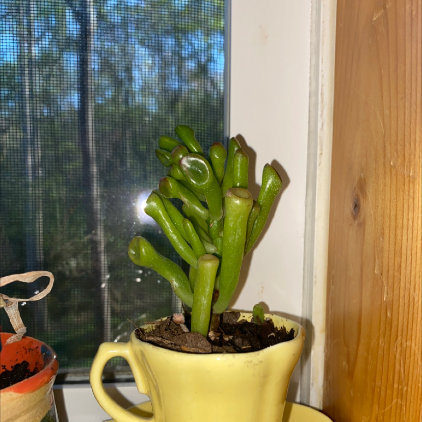 Photo of the plant species Broad Bean by @Maceanna named Shrek on Greg, the plant care app