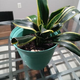 Snake Plant plant in Groton, Connecticut