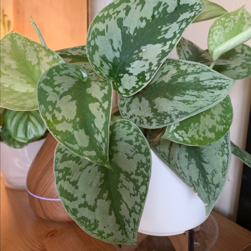 Healthy, thriving Satin Pothos plant with vibrant, silvery mottled leaves in a white ceramic pot.