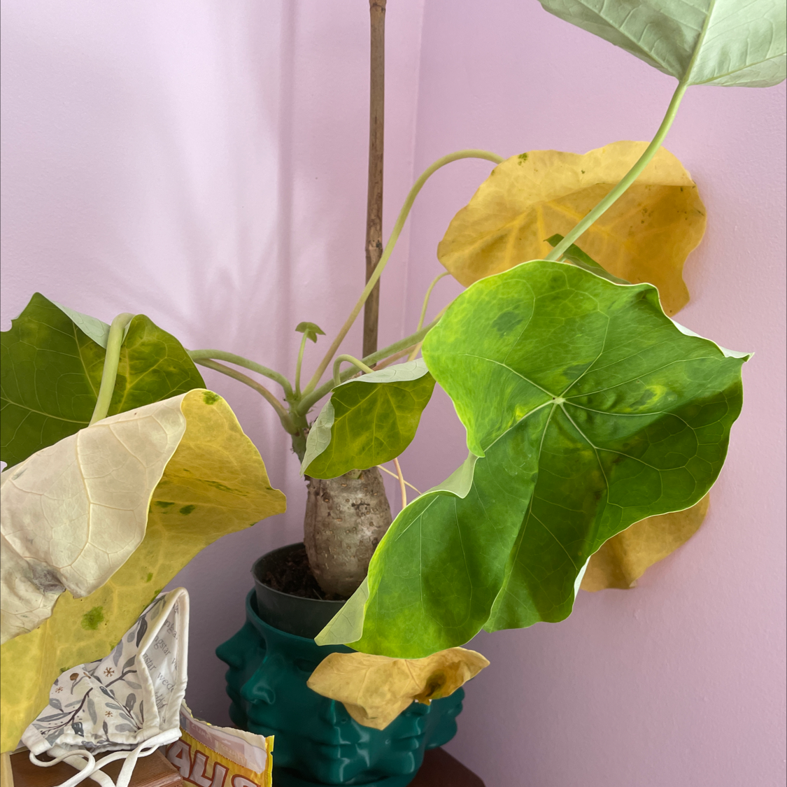 Buddha Belly Plant with yellowing and browning leaves in a decorative pot.
