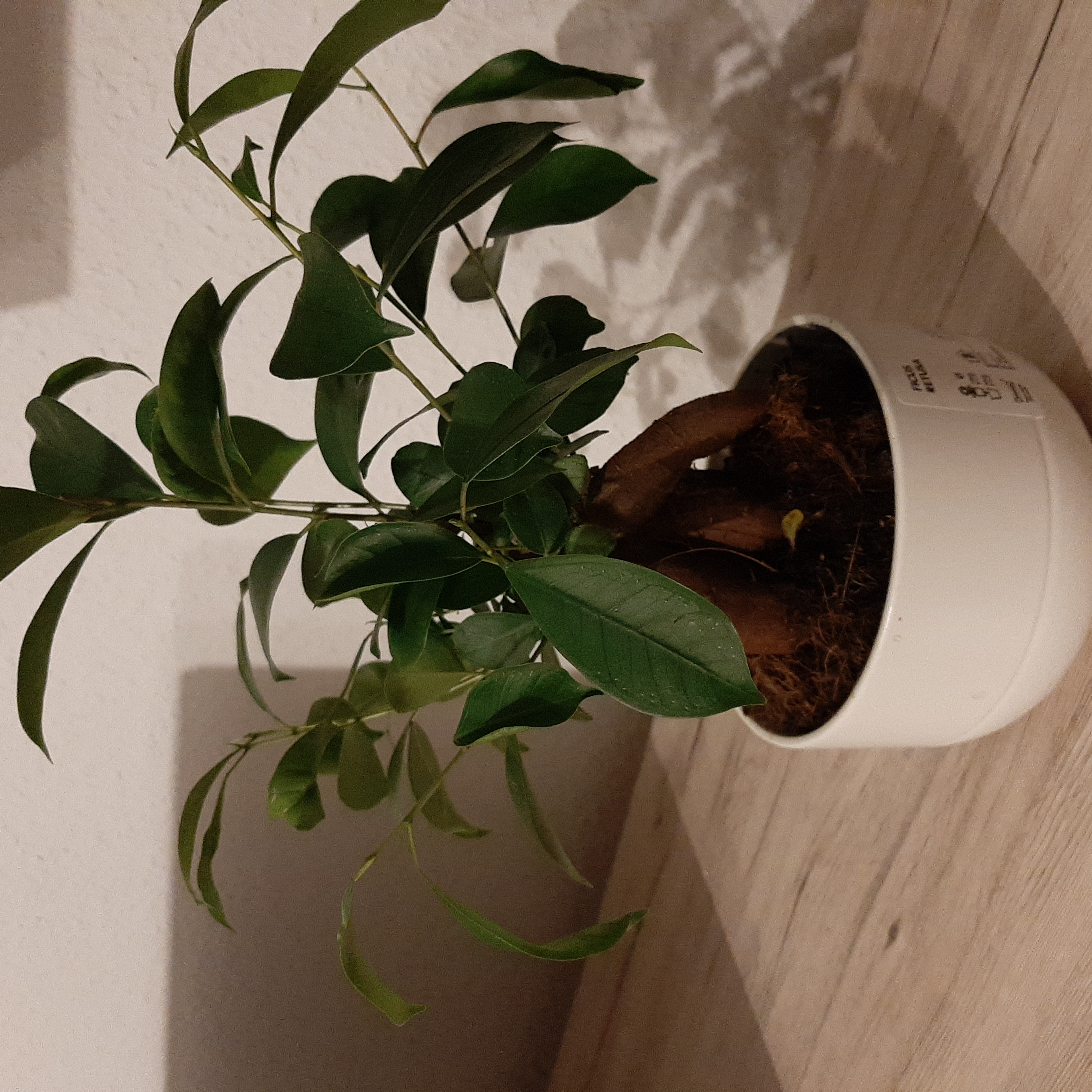 Ficus Bonsai plant in a white pot with green leaves, well-framed and healthy.