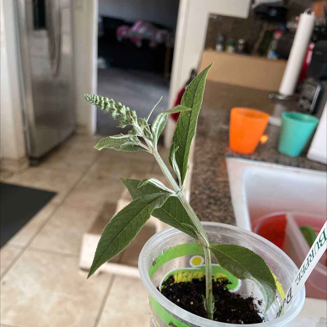Young Orange Eye Butterflybush plant in a plastic cup with soil, in a kitchen setting.