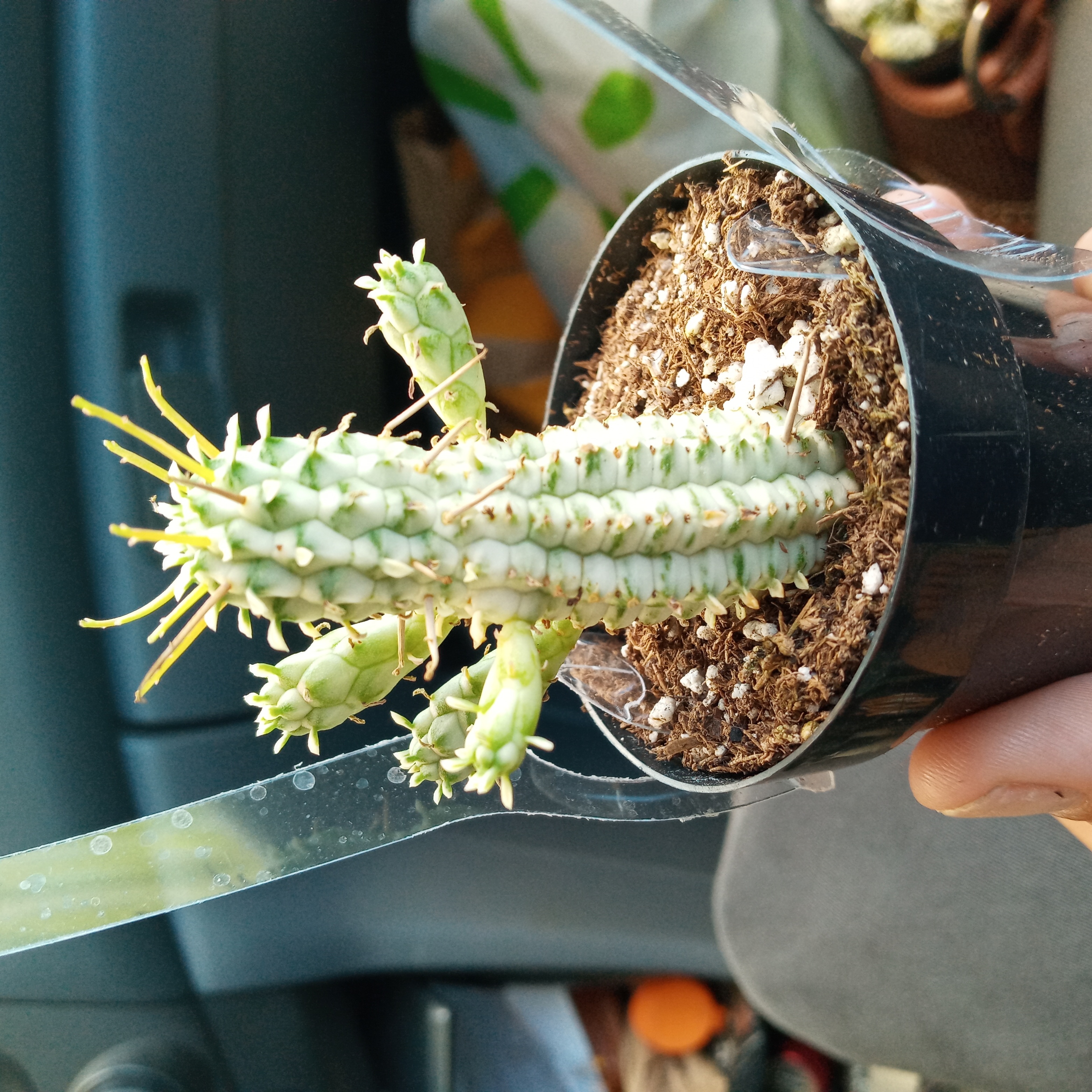 Variegated Corncob Cactus in a small pot with visible soil, held by a hand.