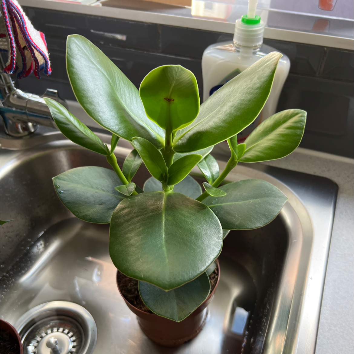 Healthy Dwarf Clusia plant with vibrant green leaves placed in a sink.