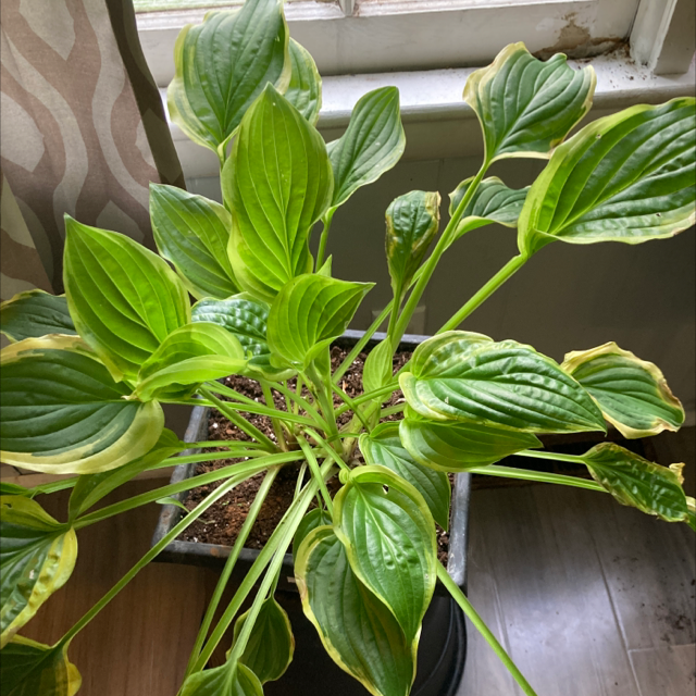 Photo of the plant species Pagoda Dogwood by @RootedQueen named Hosta on Greg, the plant care app