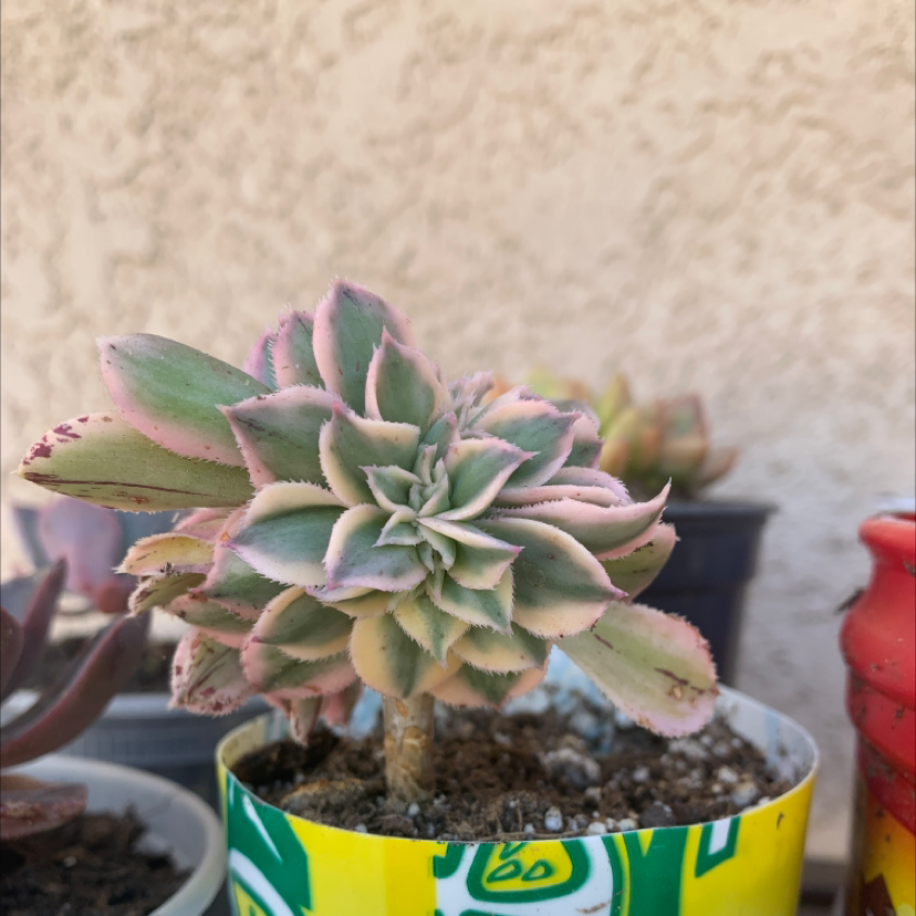 Photo of the plant species Pink Vera Echeveria by @NeatAloevera named Rosa on Greg, the plant care app