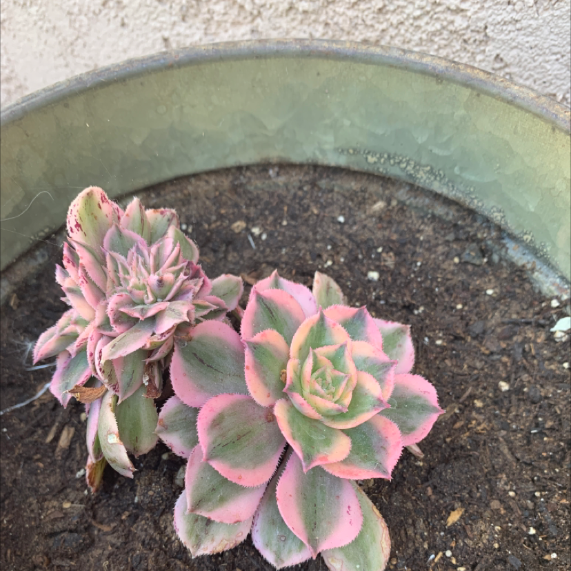 Photo of the plant species Pink Vera Echeveria by @NeatAloevera named Emerson on Greg, the plant care app