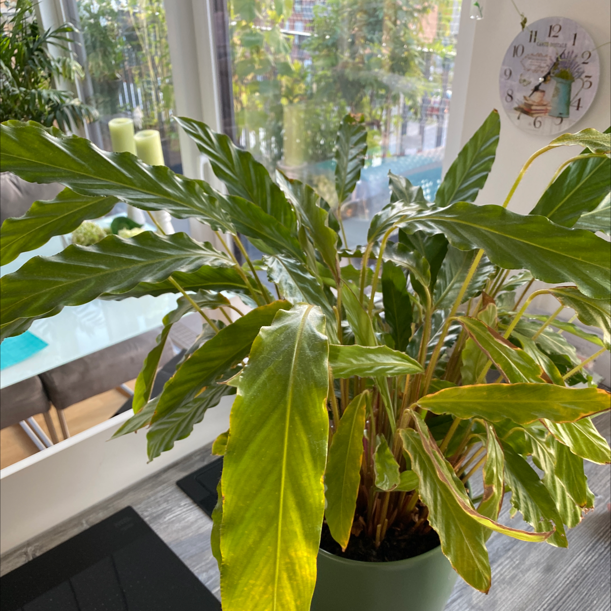 Furry Feather Calathea plant with yellowing and browning leaves in a pot near a window.