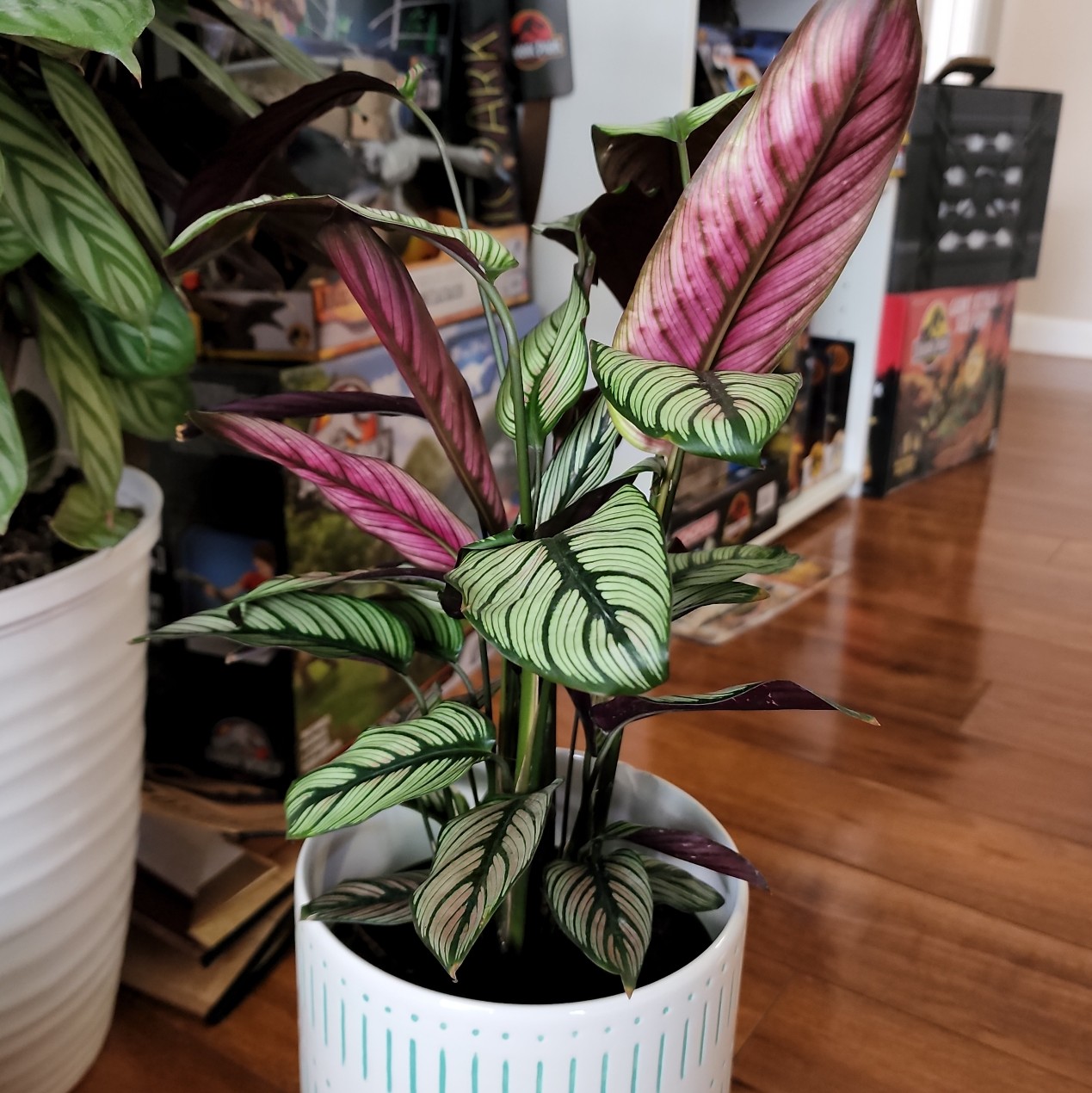 Goeppertia majestica plant in a white pot with variegated green and white leaves, some with pinkish hue.
