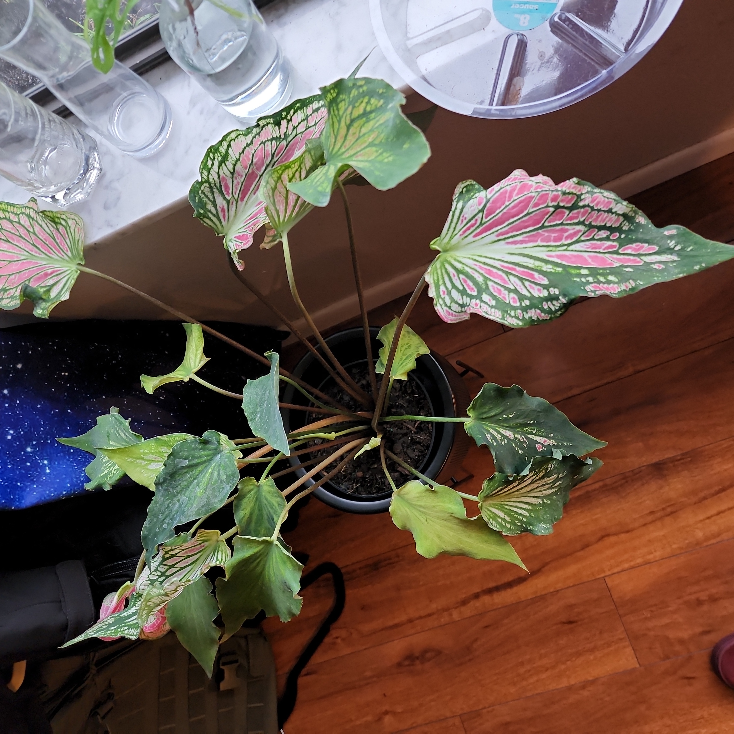 Photo of the plant species Caladium 'Thai Beauty' by @GodlyOcotillo named Madonna on Greg, the plant care app