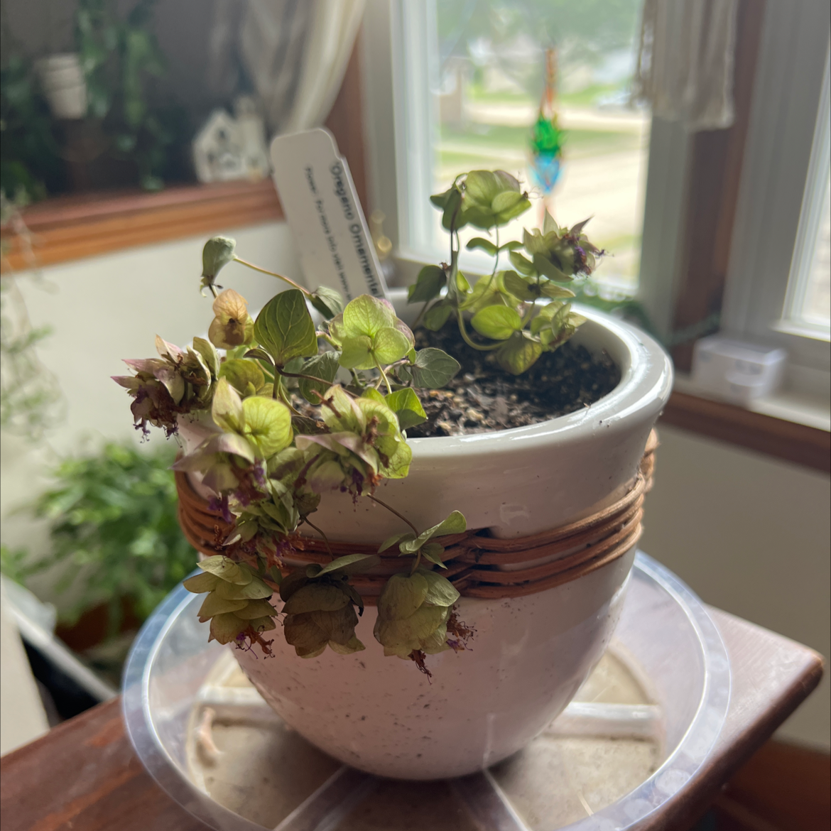 Photo of the plant species Round-leaved oregano by @SilkyRose named Oregano ornamental on Greg, the plant care app