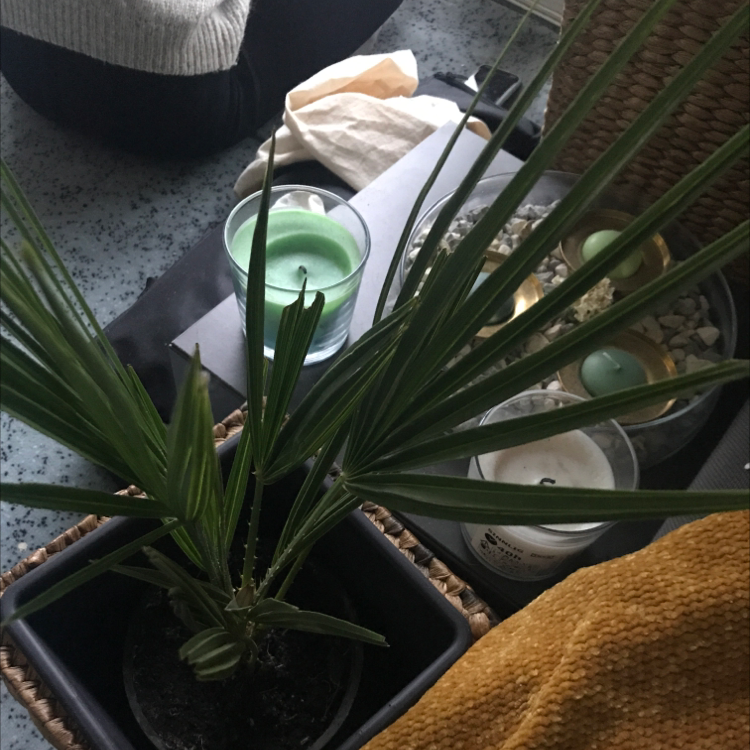 Healthy, thriving Rhapsis Palm with bright green fronds in a gray ceramic pot, touched gently by a human hand to highlight its vitality.