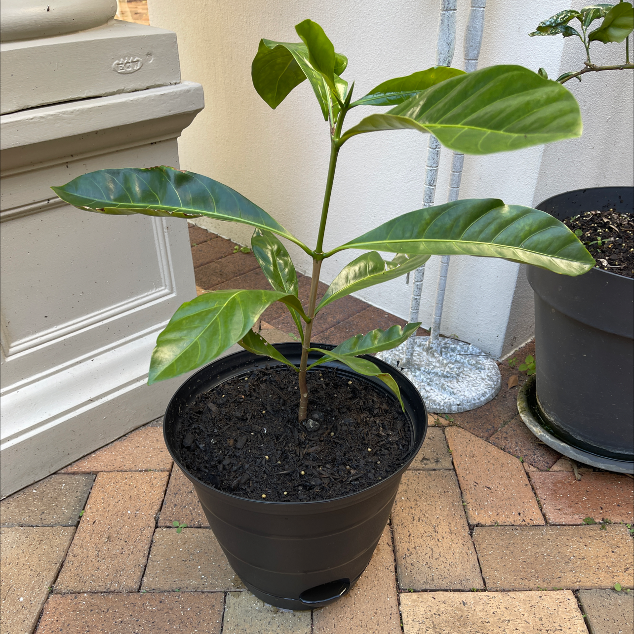 Photo of the plant species Native Gardenia by @Bl1993 named Frodo on Greg, the plant care app