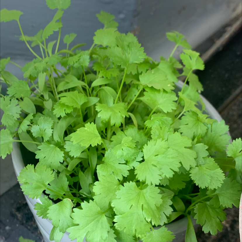 Healthy coriander plant with vibrant green leaves growing in a pot.