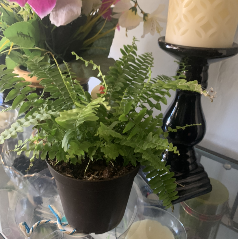 Healthy potted Erect Sword Fern with lush green fronds and visible soil in a dark pot, pink flowers in background.