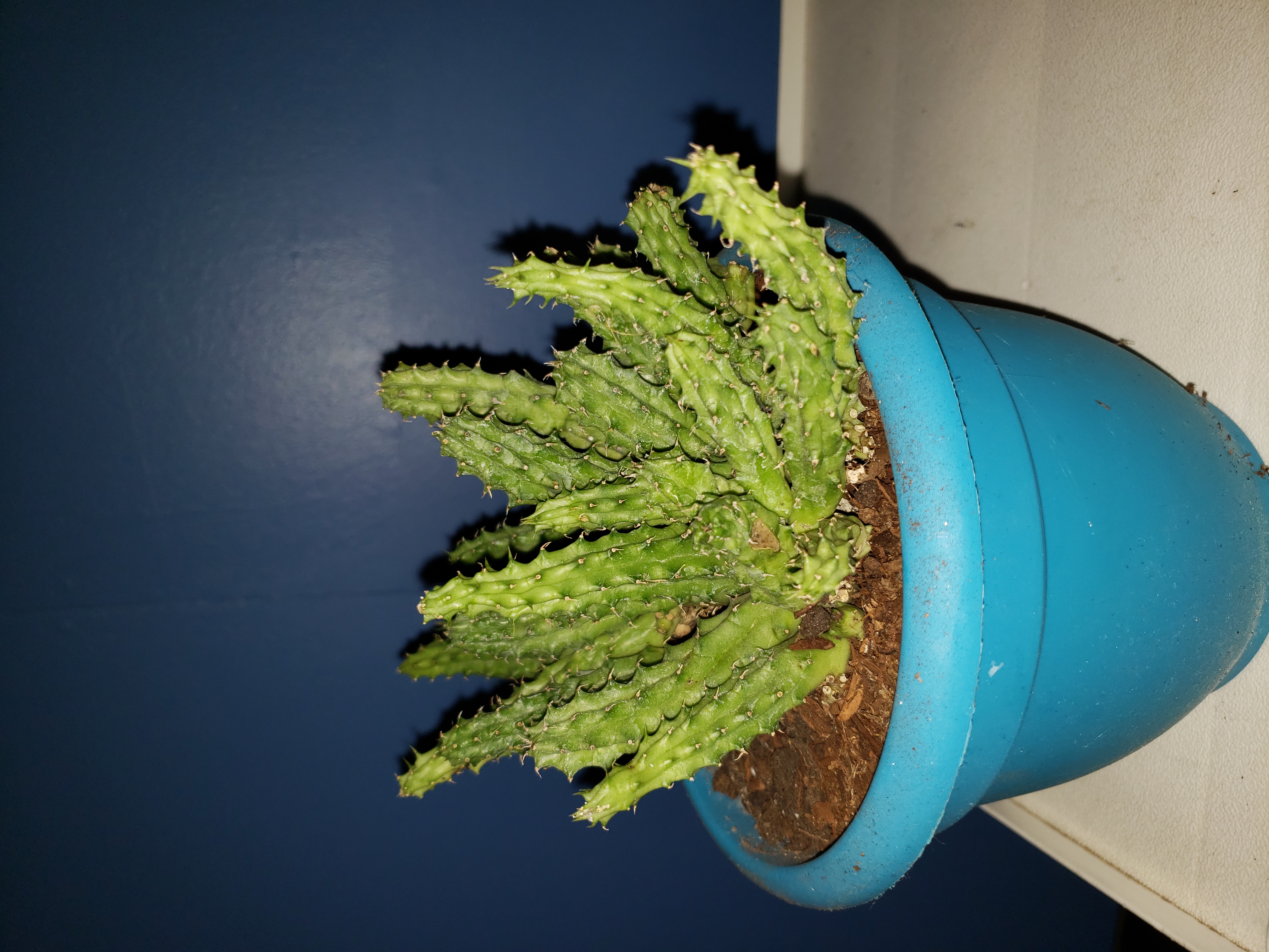 Photo of the plant species Huernia thuretii by @sisterbanshee named Orwell on Greg, the plant care app