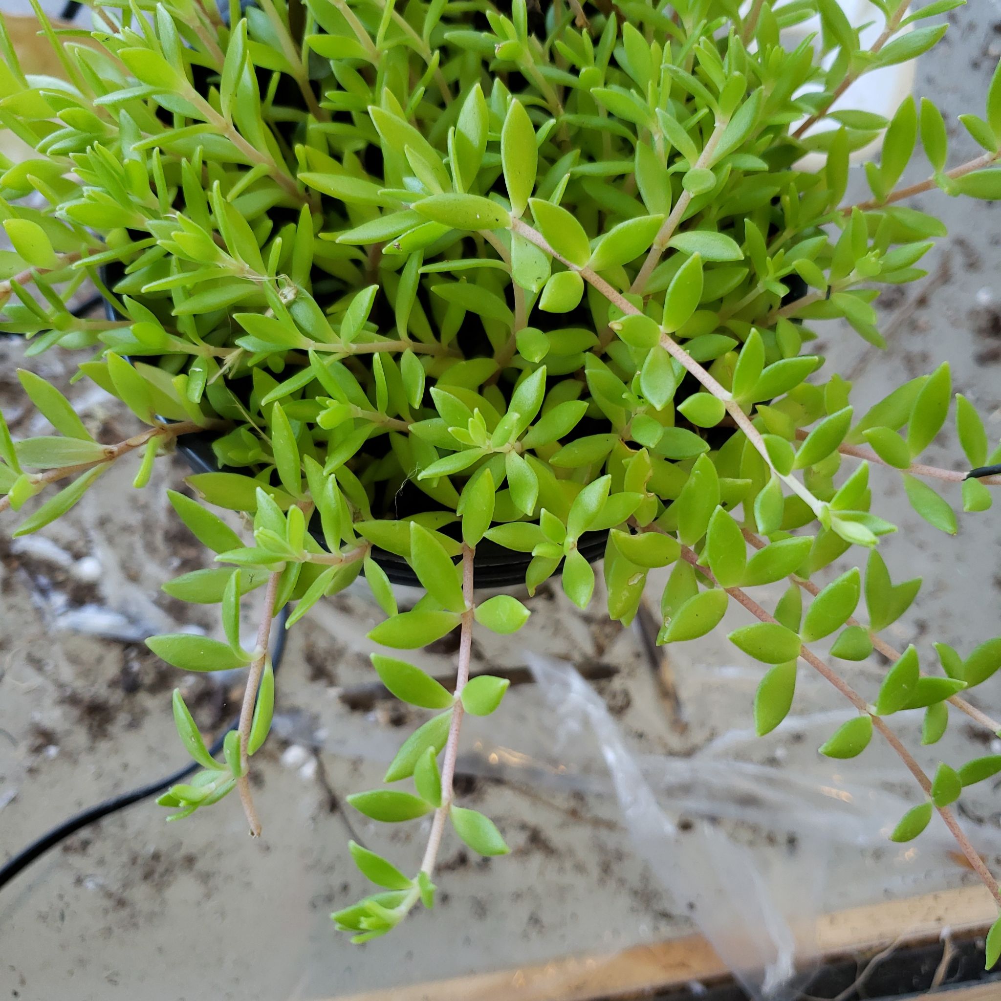 Photo of the plant species Stringy Stonecrop by @sisterbanshee named Messi on Greg, the plant care app