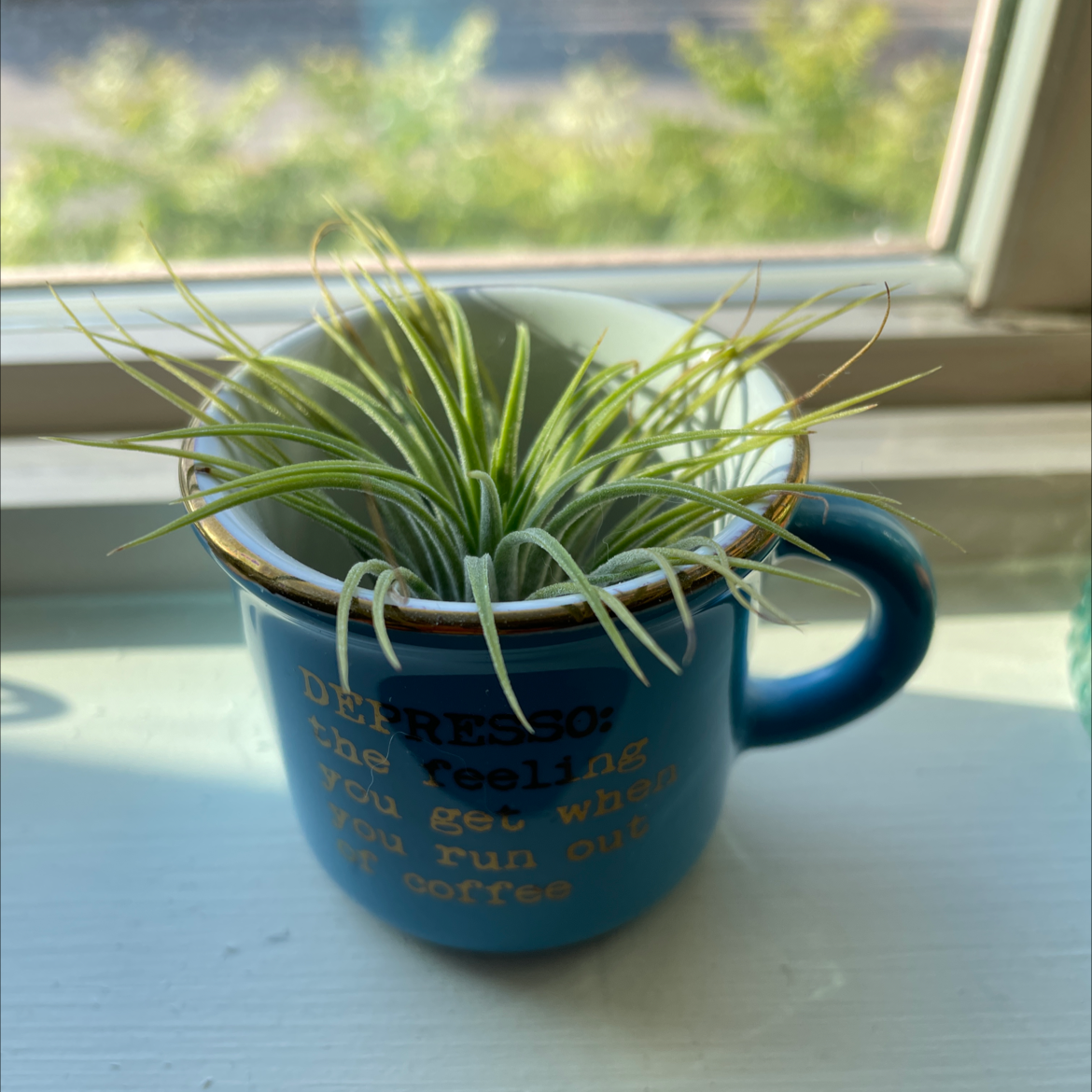 Photo of the plant species Air plant by @BrittB named Maca “roni” on Greg, the plant care app