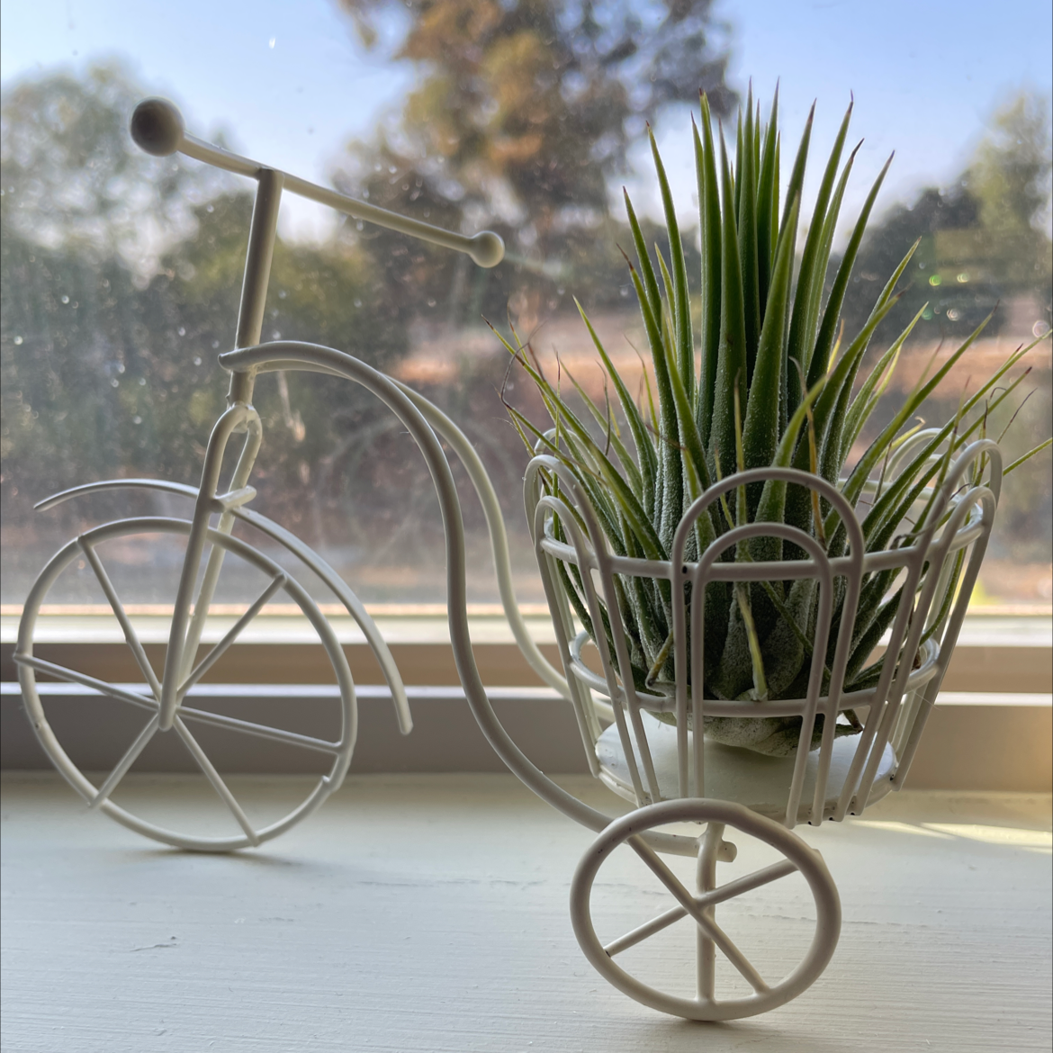 Tillandsia ionantha 'Guatemala' in a decorative bicycle planter, healthy green leaves.