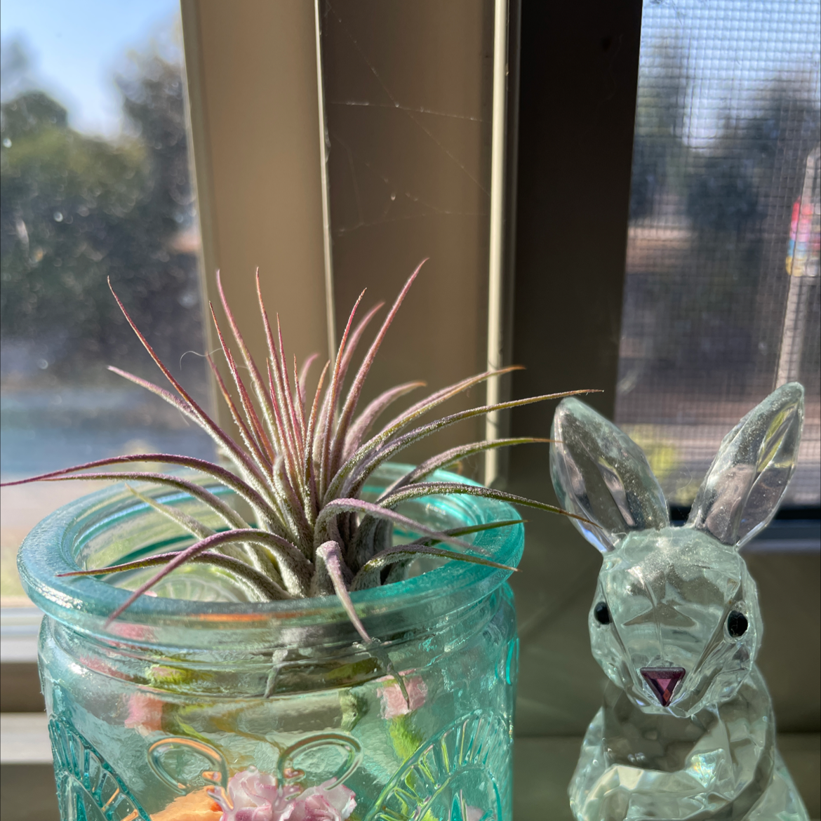 Photo of the plant species Air plant by @BrittB named Raz on Greg, the plant care app