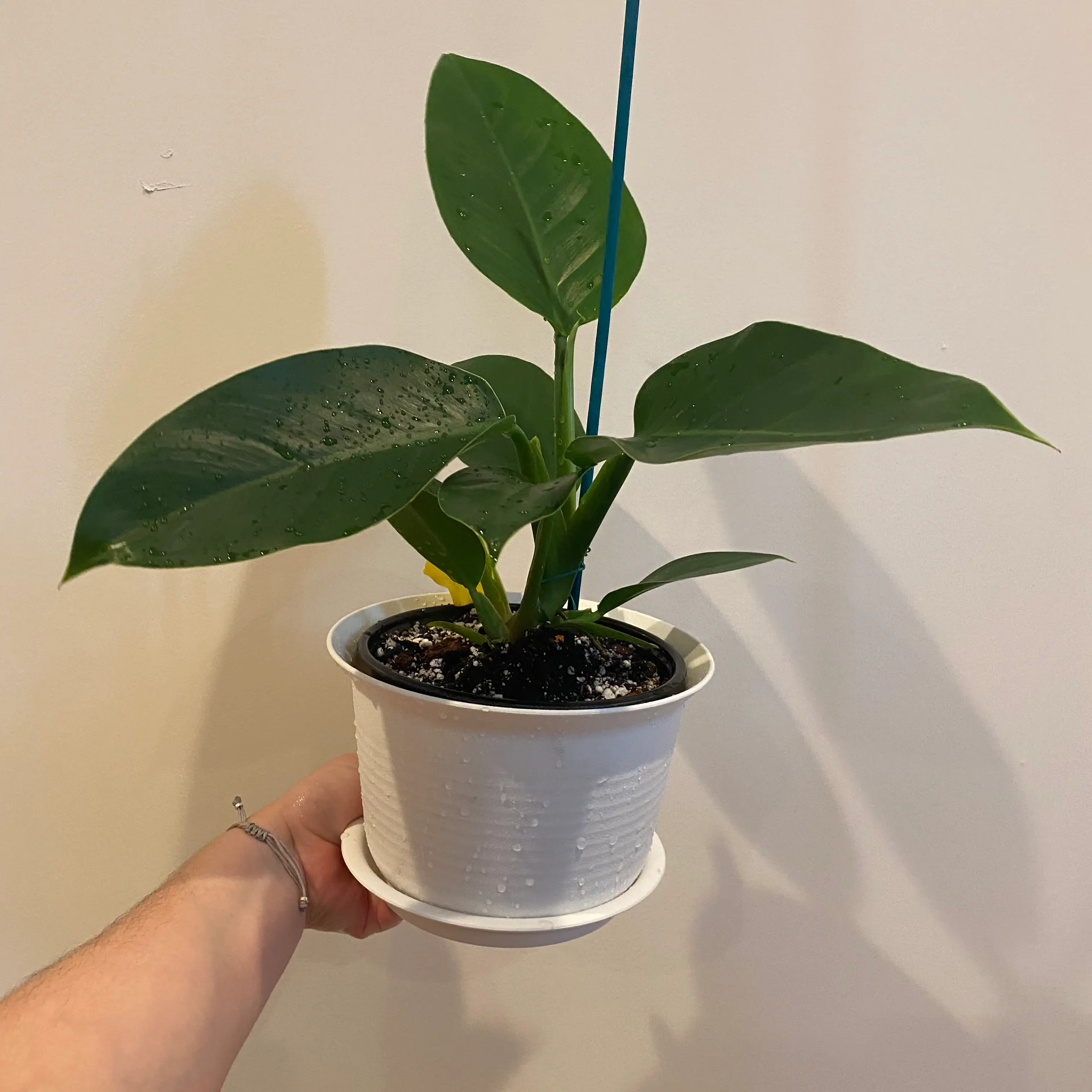 Photo of the plant species Philodendron 'Golden Princess' by @FineBuroak named Philodendron green princess on Greg, the plant care app
