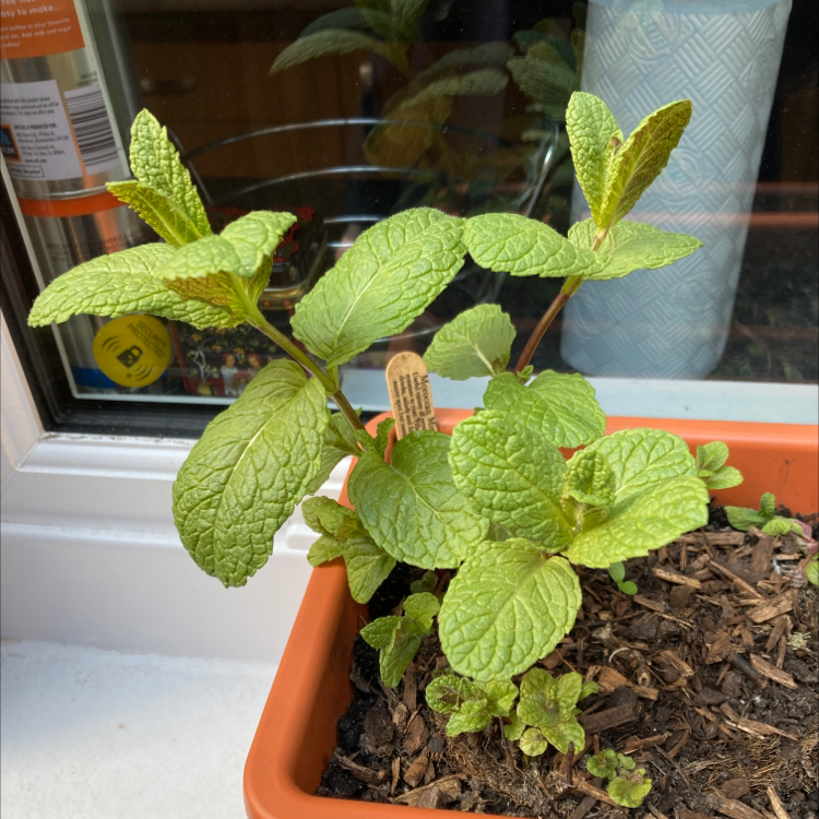 Potted Apple Mint plant with green, textured leaves in a well-lit indoor setting.