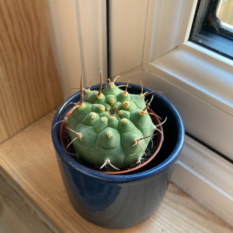 Mexican Pincushion cactus in a blue pot on a windowsill.