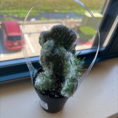 Photo of the plant species Crested Cotton Pole Cactus by Rainbowfuzzies named Wave on Greg, the plant care app